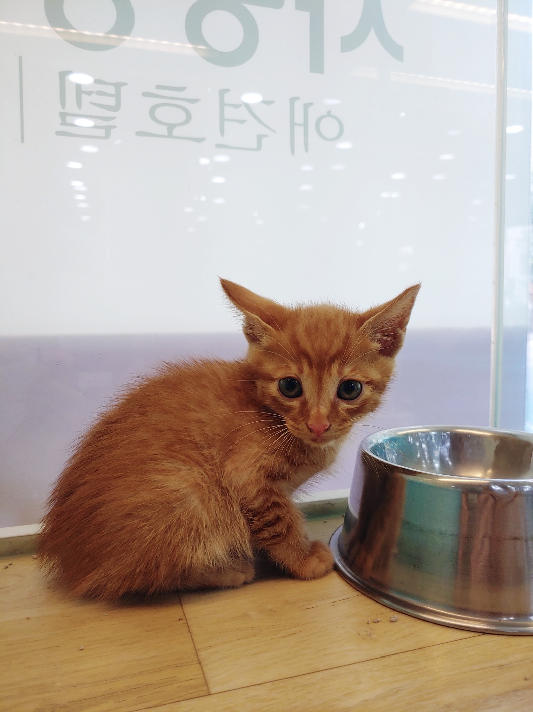 한국 고양이 이미지 파일 입니다.